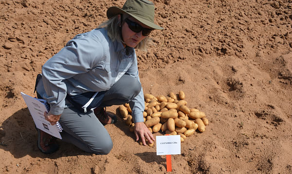 Texas A&M Potato Breeding Program targets french fry, chipping, fresh markets