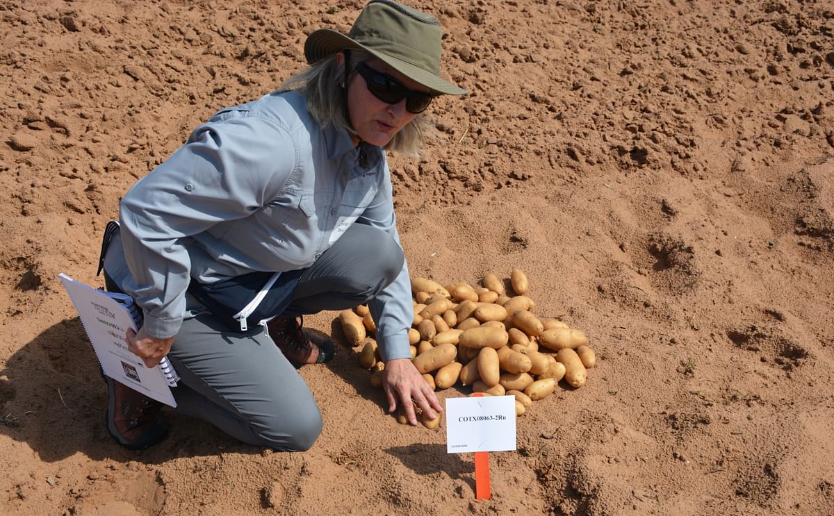 Isabel Vales, Ph.D., Texas A&amp;M AgriLife potato breeder, shows off the experimental clone COTX08063-2Ru, which could be selected to make french fries. (Courtesy: Texas A&amp;M AgriLife photo by Kay Ledbetter)