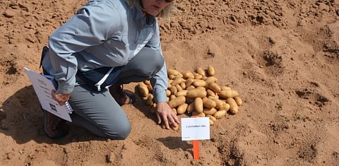 Texas A&M Potato Breeding Program targets french fry, chipping, fresh markets