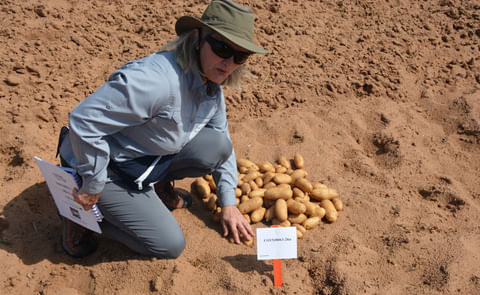 Isabel Vales, Ph.D., Texas A&M AgriLife potato breeder, shows off the experimental clone COTX08063-2Ru, which could be selected to make french fries. (Courtesy: Texas A&M AgriLife photo by Kay Ledbetter) Isabel Vales, Ph.D., Texas A&M AgriLife potato breeder, shows off the experimental clone COTX08063-2Ru, which could be selected to make french fries. (Courtesy: Texas A&M AgriLife photo by Kay Ledbetter)