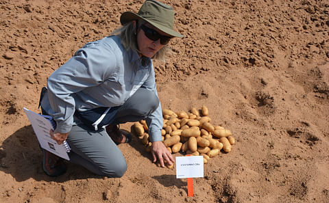 Isabel Vales, Ph.D., Texas A&amp;M AgriLife potato breeder, shows off the experimental clone COTX08063-2Ru, which could be selected to make french fries. (Courtesy: Texas A&amp;M AgriLife photo by Kay Ledbetter)