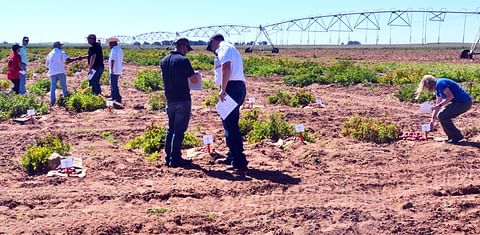 Harvest, psyllids &amp; new varieties the hot topics at Texas potato field day