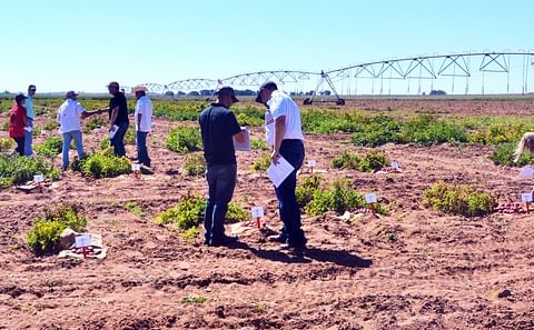 Participants at the 25th annual Texas Potato Breeding and Variety Development Program field day learned that the harvest is underway, that psyllids are threatening unharvested fields and that new varieties are showing lots of promise.
(Courtesy: Texas A&