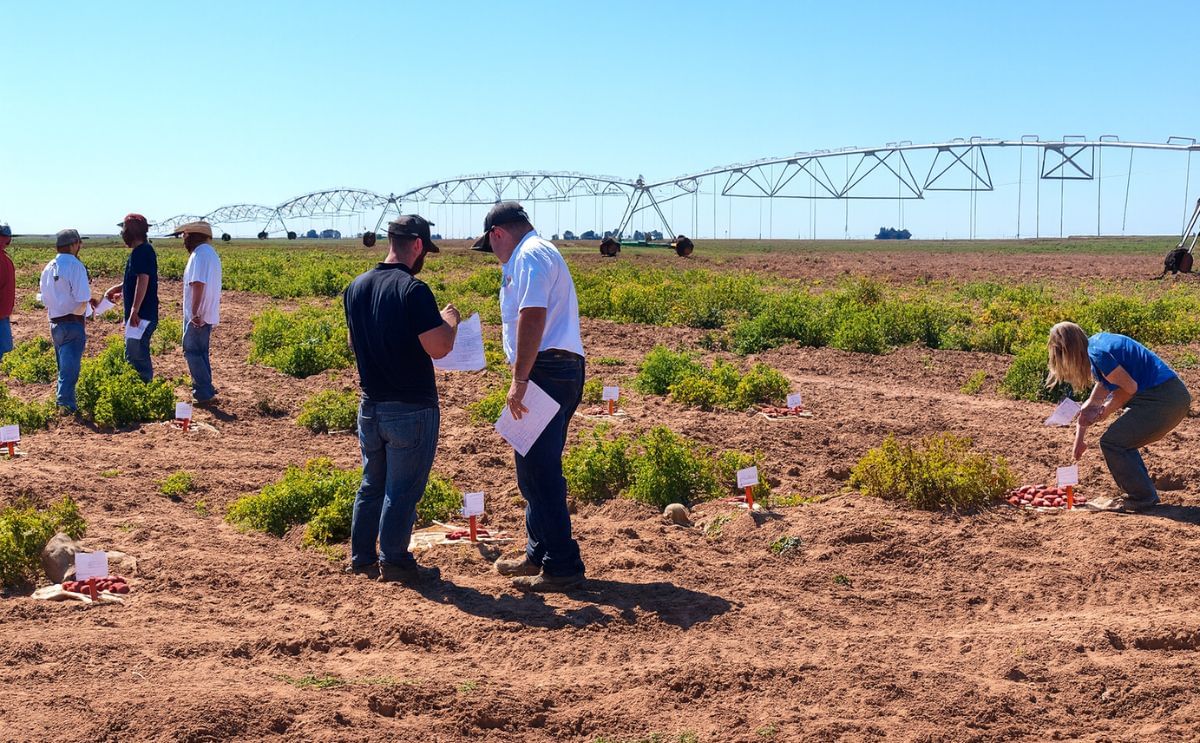 Participants at the 25th annual Texas Potato Breeding and Variety Development Program field day learned that the harvest is underway, that psyllids are threatening unharvested fields and that new varieties are showing lots of promise.(Courtesy: Texas A&