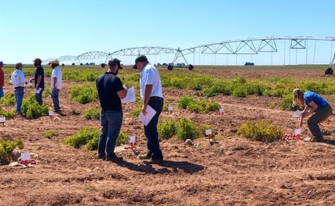 Participants at the 25th annual Texas Potato Breeding and Variety Development Program field day learned that the harvest is underway, that psyllids are threatening unharvested fields and that new varieties are showing lots of promise.(Courtesy: Texas A& Participants at the 25th annual Texas Potato Breeding and Variety Development Program field day learned that the harvest is underway, that psyllids are threatening unharvested fields and that new varieties are showing lots of promise.(Courtesy: Texas A&