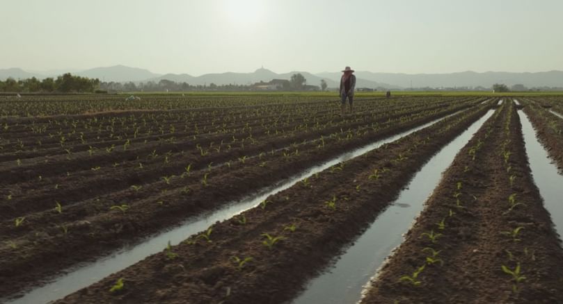 Regenerative farming practices such as drip irrigation help Wisa and other farmers reduce water use and improve soil health. Regenerative farming practices such as drip irrigation help Wisa and other farmers reduce water use and improve soil health.