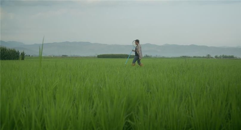 Wisa Lakkhampa surveys her rice fields in Khon Kaen’s Isan region, where her journey toward sustainable farming began. Wisa Lakkhampa surveys her rice fields in Khon Kaen’s Isan region, where her journey toward sustainable farming began.