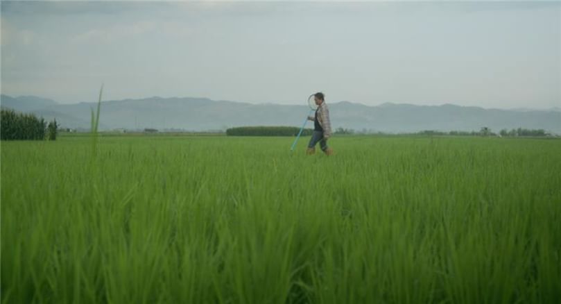 Wisa Lakkhampa surveys her rice fields in Khon Kaen’s Isan region, where her journey toward sustainable farming began. Wisa Lakkhampa surveys her rice fields in Khon Kaen’s Isan region, where her journey toward sustainable farming began.