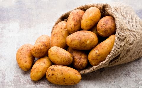 The benefits of potato ingredients in pet food The benefits of potato ingredients in pet food