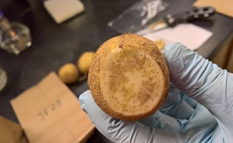 The dark stripes on infected potatoes mark zebra chip disease. It has led to significant economic losses for producers due to reduced crop quality and marketability. The dark stripes on infected potatoes mark zebra chip disease. It has led to significant economic losses for producers due to reduced crop quality and marketability.