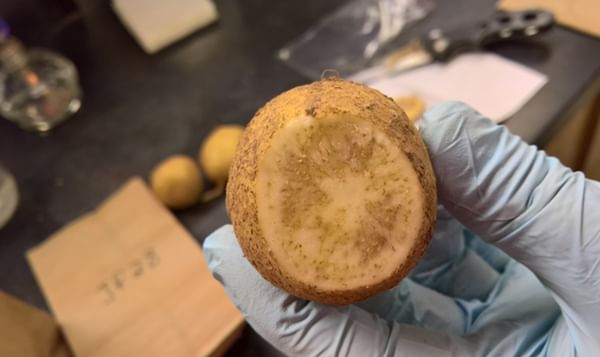 The dark stripes on infected potatoes mark zebra chip disease. It has led to significant economic losses for producers due to reduced crop quality and marketability. (Courtesy: Texas A&M AgriLife) The dark stripes on infected potatoes mark zebra chip disease. It has led to significant economic losses for producers due to reduced crop quality and marketability. (Courtesy: Texas A&M AgriLife)