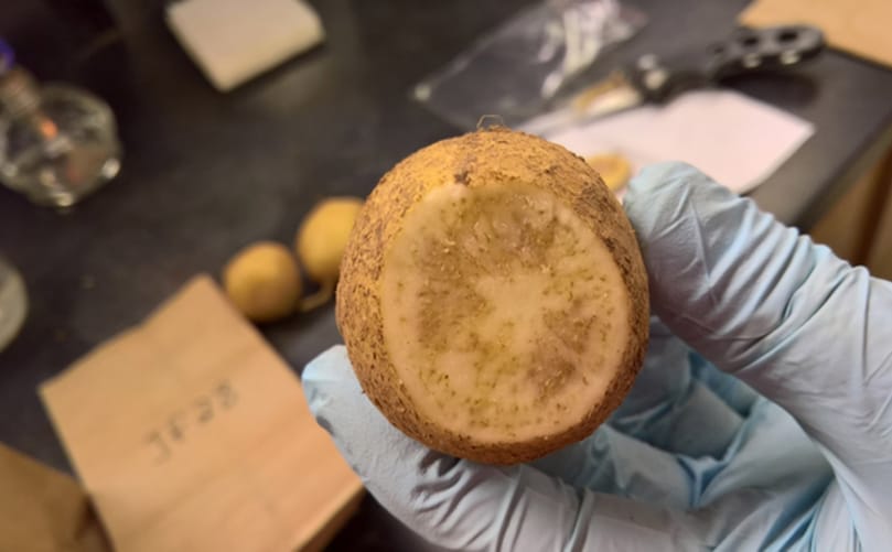 Zebra Chip Disease Detection Methods in Potato Crops Zebra Chip Disease Detection Methods in Potato Crops