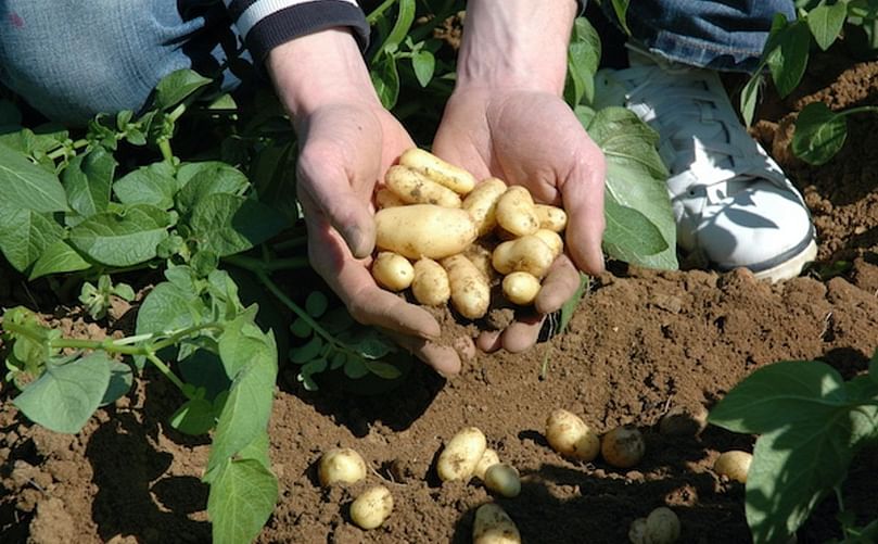 The Delicatesse potato variety cultivation