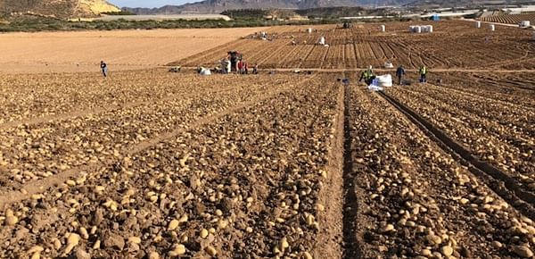 The French Potato Interprofessional warns of a general drop in production in Europe.