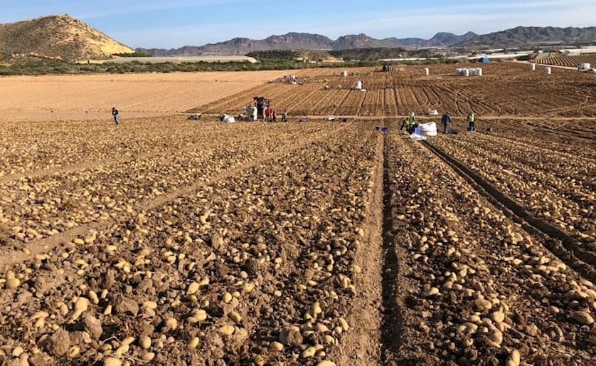The French Potato Interprofessional warns of a general drop in production in Europe