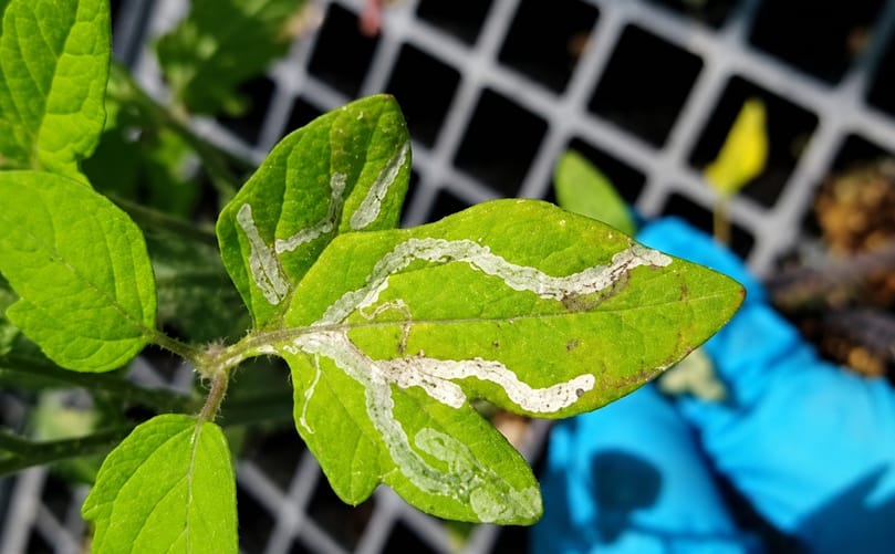 The invasive pest damages the leaves of certain plants. (Courtesy: NSW DPIRD)