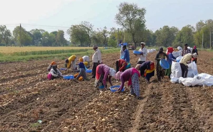 The northwestern state of Gujarat is a hub for potatoes and french fries The northwestern state of Gujarat is a hub for potatoes and french fries