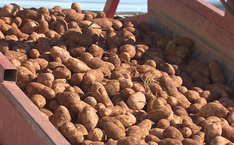 The P.E.I. Potato Board says the Island ships about USD 120 million worth of potatoes to the U.S. annually. Courtesy: Shane Hennessey/CBC