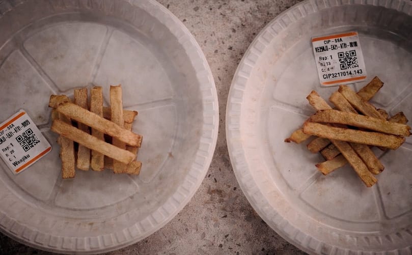 The Perfect Fry: Breeding Potato Varieties to Satisfy the Market The Perfect Fry: Breeding Potato Varieties to Satisfy the Market