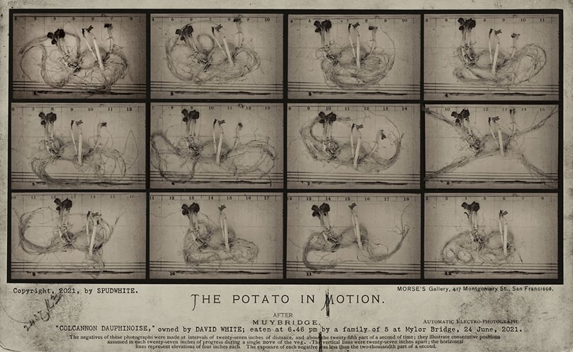 The Potato In Motion by Spud White The Potato In Motion by Spud White