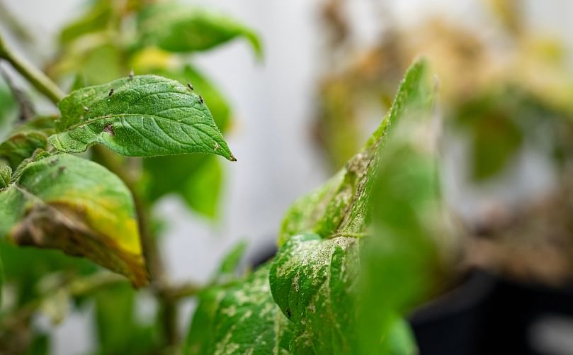 The potato psyllid is a small, easy-to-miss insect vector that transmits zebra chip disease by feeding on plants. (Courtesy: Texas A&M AgriLife)