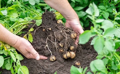 The province and chain partners jointly reward Drenthe arable farmers for sustainable performance The province and chain partners jointly reward Drenthe arable farmers for sustainable performance