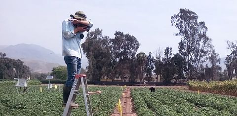 Canopy temperature provides novel insights into potato yields and efficient water use.