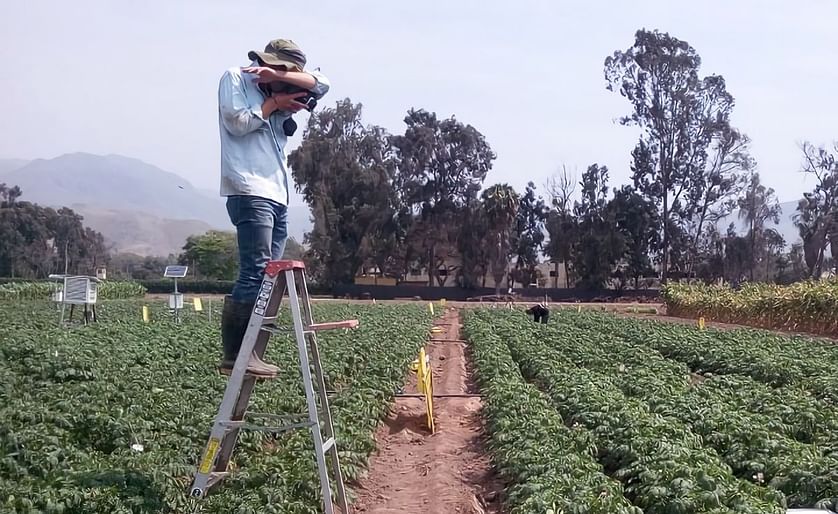 The research team collects thermal and RGB images to assess canopy temperatures in a potato field. (Courtesy: J. Rinza/CIP)