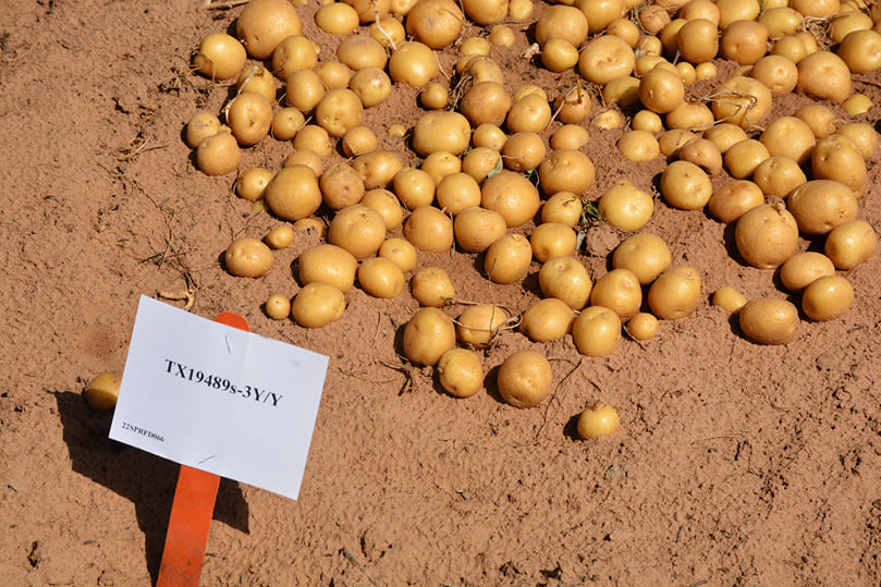 The Texas A&M Potato Breeding Program is part of a three-state Southwestern Regional Potato Cultivar Development Project. ( courtesy: Texas A&M AgriLife photo by Kay Ledbetter) The Texas A&M Potato Breeding Program is part of a three-state Southwestern Regional Potato Cultivar Development Project. ( courtesy: Texas A&M AgriLife photo by Kay Ledbetter)