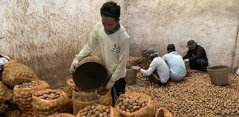 In Sumatra, potato appetite bites into a UNESCO-listed tiger haven