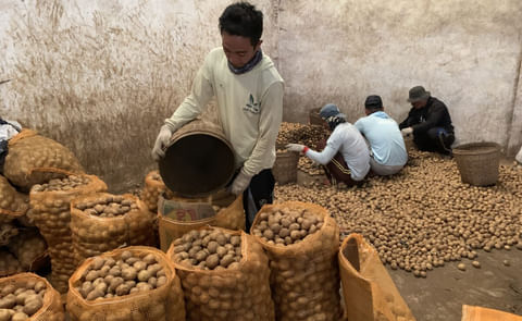 The workers in a potato warehouse before distribution to various regions. The workers in a potato warehouse before distribution to various regions.