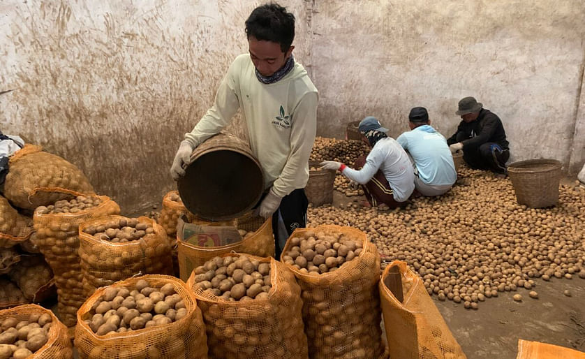 The workers in a potato warehouse before distribution to various regions.