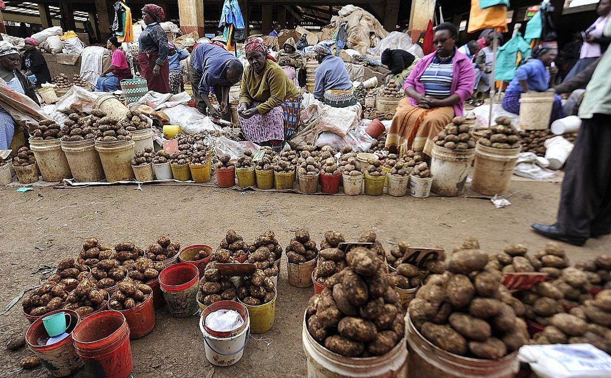 Dealing with Potato Cyst nematodes in East Africa
