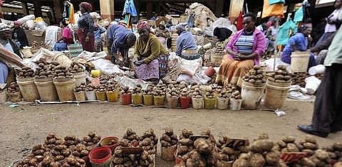 Dealing with Potato Cyst nematodes in East Africa