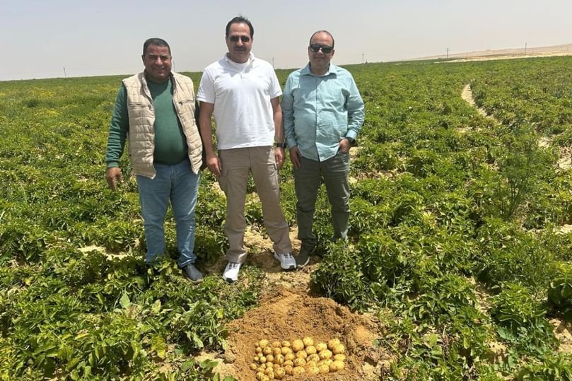 Arafa Company leaders inspect 2025’s record potato crop. Strong yields and quality controls drive exports to Russia, the UK, and Far East markets. Arafa Company leaders inspect 2025’s record potato crop. Strong yields and quality controls drive exports to Russia, the UK, and Far East markets.