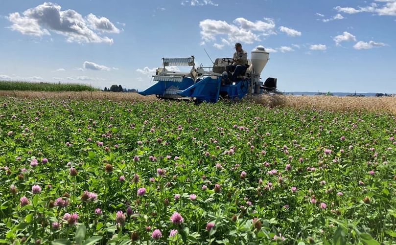 A three-year cover crop of a grass-clover mixture will be mowed periodically with no other disturbance.