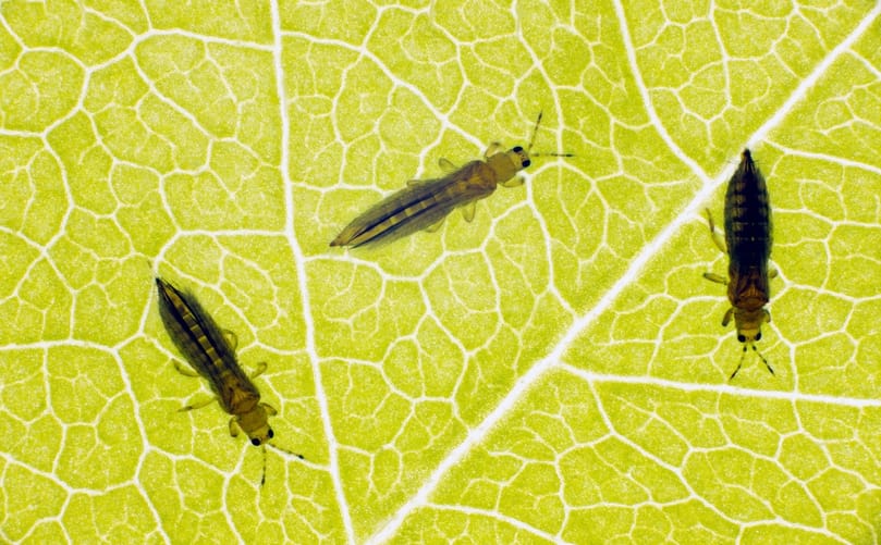 Adult Potato Thrips on Potato Foliage Adult Potato Thrips on Potato Foliage
