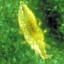 Thrips