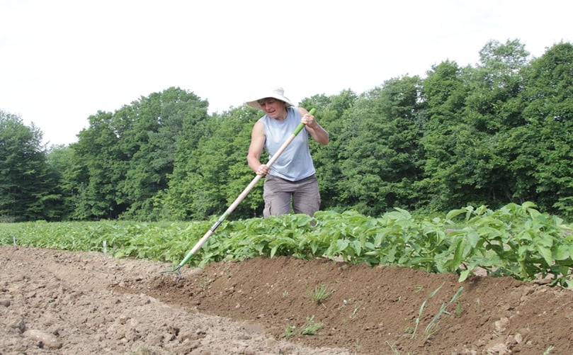 Hilling for Success: Mounding Soil Around Thriving Potato Plants Hilling for Success: Mounding Soil Around Thriving Potato Plants