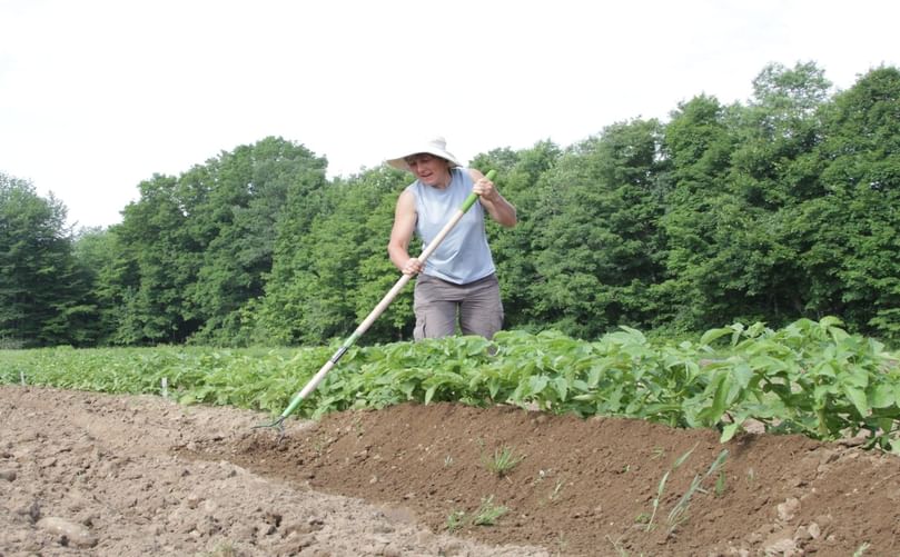 Hilling for Success: Mounding Soil Around Thriving Potato Plants Hilling for Success: Mounding Soil Around Thriving Potato Plants