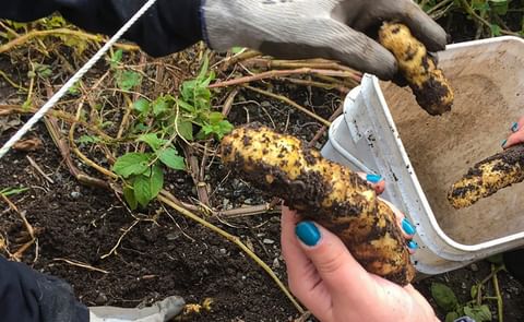 The Tlingit potato is enjoying a revival in southeast Alaska, where generations of Indigenous people have tended it for at least 200 years (courtesy: Ari Snider/KCAW) The Tlingit potato is enjoying a revival in southeast Alaska, where generations of Indigenous people have tended it for at least 200 years (courtesy: Ari Snider/KCAW)