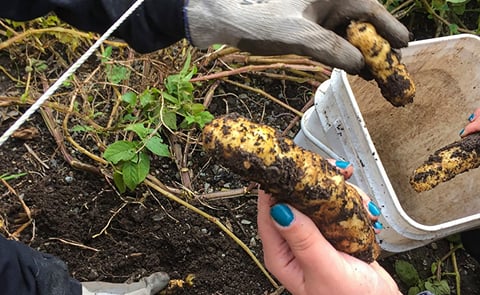 The Tlingit potato is enjoying a revival in southeast Alaska, where generations of Indigenous people have tended it for at least 200 years (courtesy: Ari Snider/KCAW) The Tlingit potato is enjoying a revival in southeast Alaska, where generations of Indigenous people have tended it for at least 200 years (courtesy: Ari Snider/KCAW)