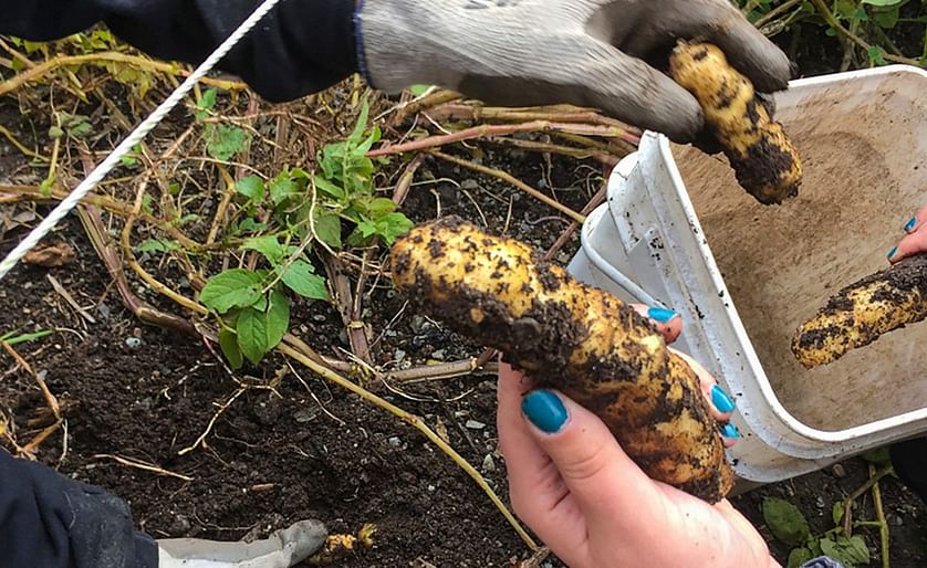 The Tlingit potato is enjoying a revival in southeast Alaska, where generations of Indigenous people have tended it for at least 200 years (courtesy: Ari Snider/KCAW)