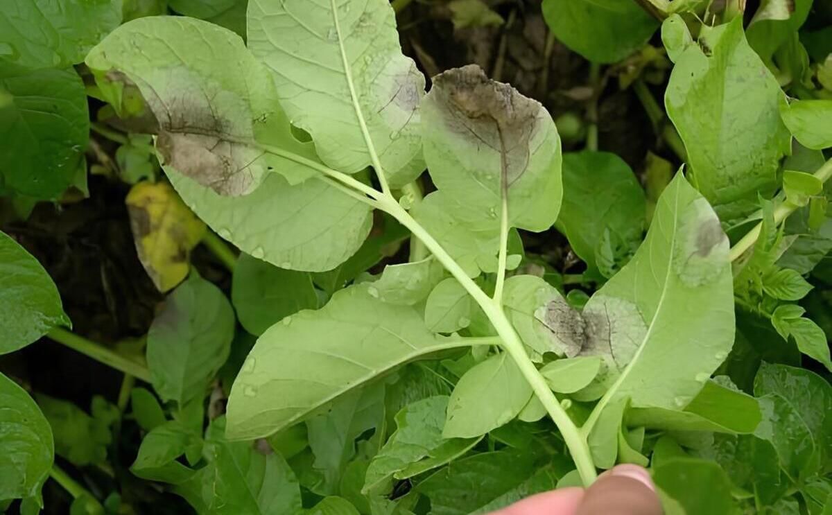 Situación actual del tizón tardío en Latinoamérica