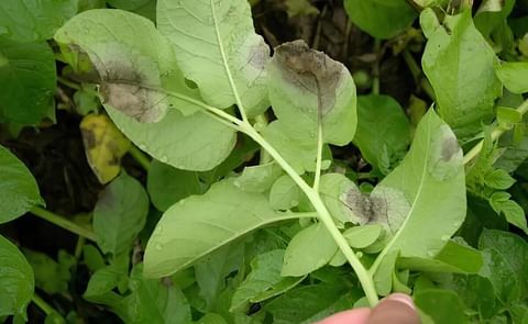 Situación actual del tizón tardío en Latinoamérica Situación actual del tizón tardío en Latinoamérica