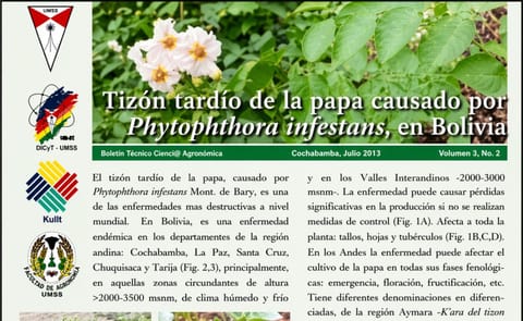 El tizón tardio de la papa causado por Phytophtora infestans, en Bolivia El tizón tardio de la papa causado por Phytophtora infestans, en Bolivia