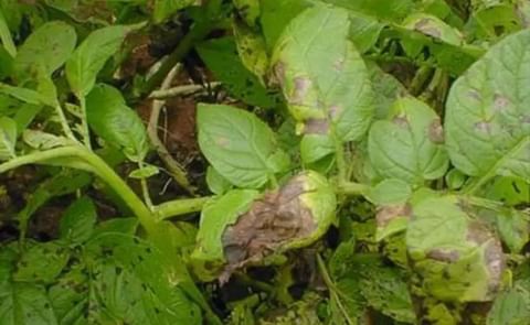 Científicos hallan escudo para el tizón de la papa Científicos hallan escudo para el tizón de la papa