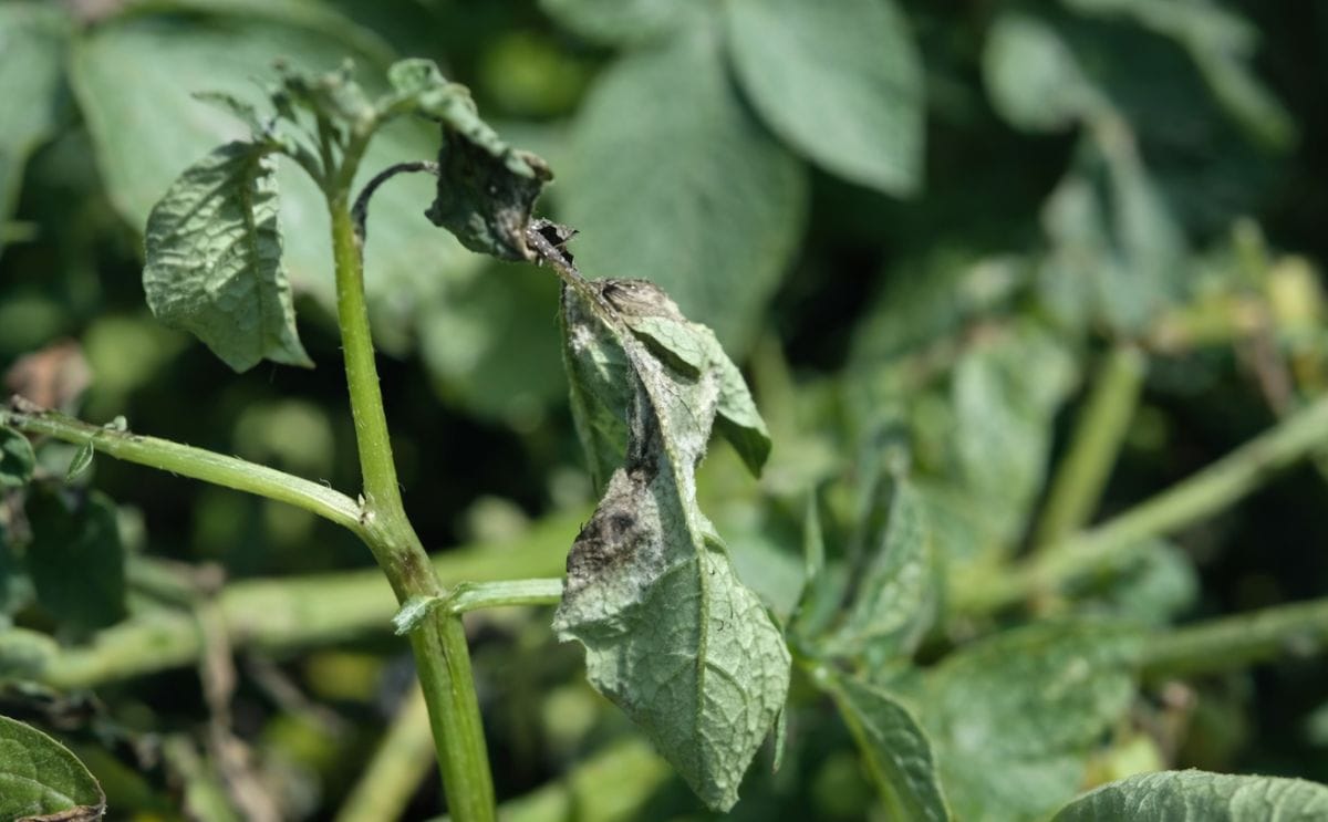Cómo una herramienta diseñada para controlar el tizón tardío disminuye la cantidad de aplicaciones de fungicidas