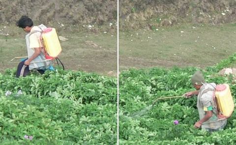 Farmers without protective gear apply fungicides to control late blight in Huasahuasi in Junín, Peru.
Farmers without protective gear apply fungicides to control late blight in Huasahuasi in Junín, Peru.