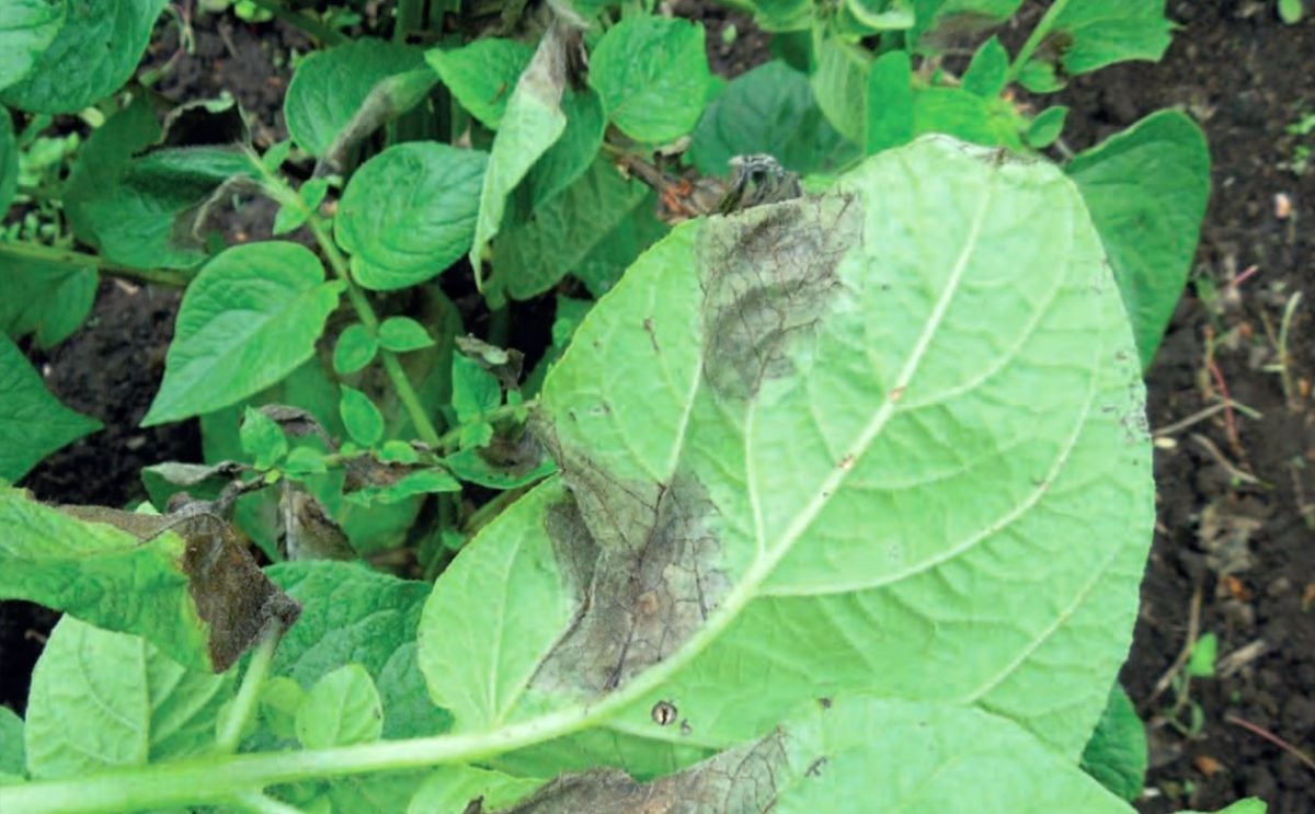 Chile: Mantienen Alerta Roja por tizón tardío que afecta cultivos de papas en provincia de Osorno Chile: Mantienen Alerta Roja por tizón tardío que afecta cultivos de papas en provincia de Osorno